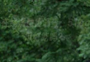 在线满意度调查：51cgfun上的瓜好吃吗？